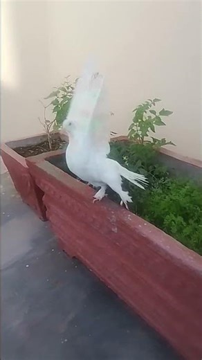 Watch this white dove take flight!#WhiteDove #DoveTakeFlight #NatureLovers #Shorts#ViralAnimalsBirds