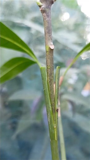 mango v grafting complete process full video #grafting #gardening #mangovarieties #plantgrafting