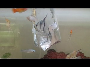 Como aclimatar os peixes no aquário (compartilhe)