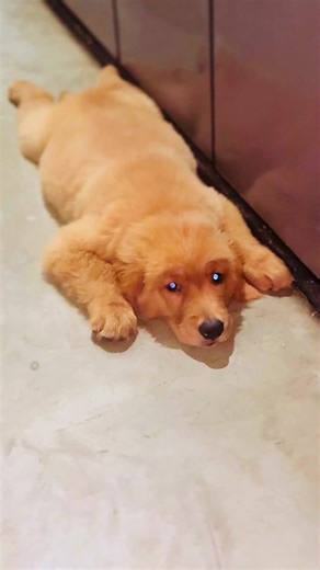 🥴🥴#onemillionaudition #foryoupage #viralvideo #goldenretriever