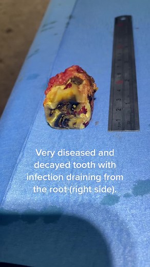 ApexEquineDentalSurgery on TikTok