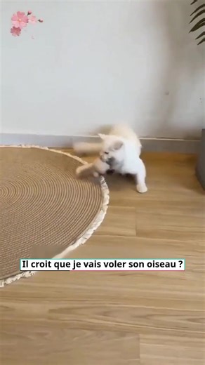 13 reactions | ✨ JOUET INTERACTIF OISEAU POUR CHAT – Gazouillis...