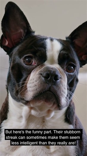 How Smart Are Boston Terriers? 🧠🐶 | Smarter Than You Think!