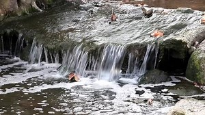 Polluted Stream Stock Footage Video (100% Royalty-free) 2123678 | Shutterstock