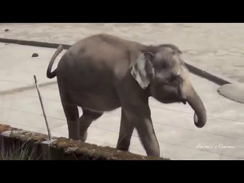 Top 10 animals Farts