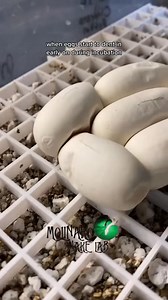 *They Scaped!* Full Children’s Pythons Hatch! | The Molinaro Snake Lab