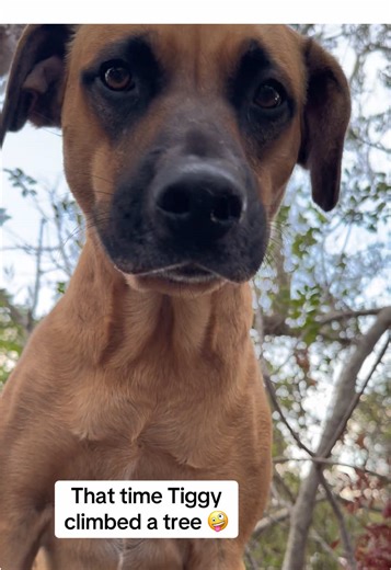 Tiggy's Hilarious Tree Climbing Adventure