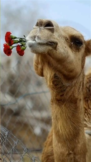 The Unbelievable Truth About Camels 🐫 #youtubeshorts #animalfacts #facts #wildlife #camelfacts