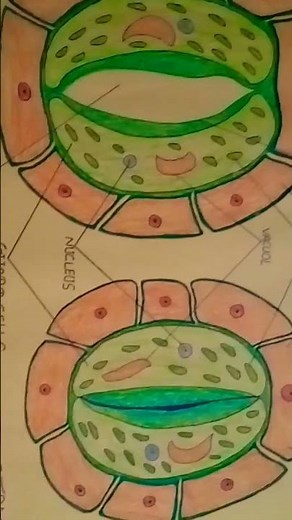botany practical chart🤗🤗# bsc 3rd year#shorts#
