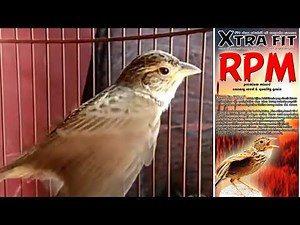 Mirafra javanica I horsefield bushlark singing after moulting ,very melodious song (branjangan java)