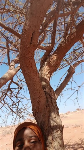 فيديوهات أنشأها Hibo Galmudug 5 (@hibo.galmudug5) باستخدام original sound - Cazaam🇬🇶