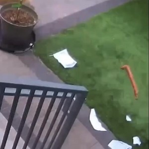 15K views · 114 reactions | So dogs do really eat homework . Good luck telling your teacher that. | Gerry Iglesias | Facebook