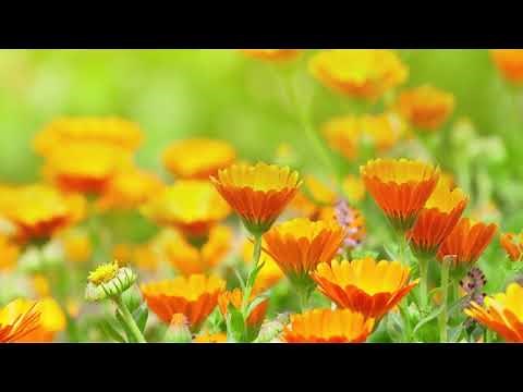 Peaceful Music, Relaxing Music, Instrumental Music "Quiet Beauty" by Tim Janis