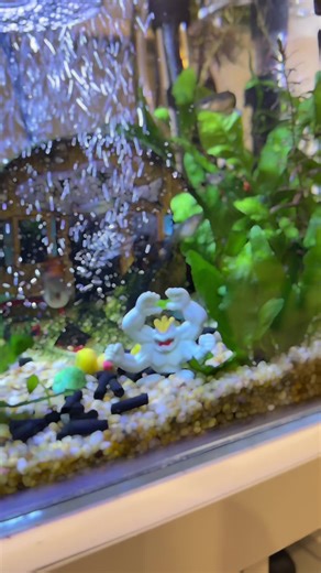 Guppy Fish Aquarium Inspiration Videos