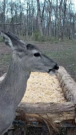 Baby Deer Up Close! 🦌❤️