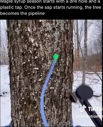 How Maple Syrup is Made: Tapping Maple Trees