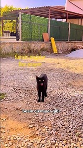 Sizce Kedi Masum mu Yoksa Mağduru mu Oynuyor? 🤔