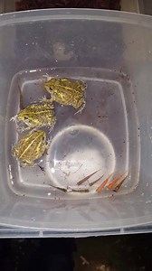 Baby pixie frogs eating fish | D&E Reptiles