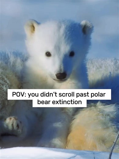 Protect Polar Bears from Climate Change and Extinction