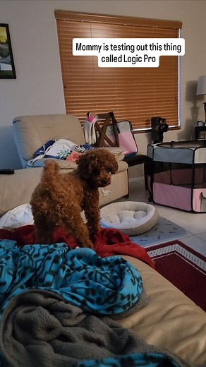 What are these strange noises?? 樂樂 #redpoodle #minipoodle #poodlepuppy #minipoodlesofinstagram #poodlegram #instapuppy #toypoodlepuppy #toypoodle #toypoodlestagram #logicpro #music | Maple The Minipoo | Facebook