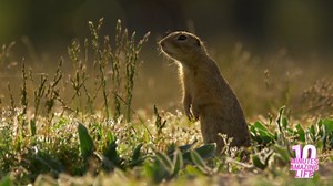 Ground Squirrel Standing Alert in the Grasslands