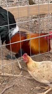 Pure green leg sweater rooster | Carol Nesmith Gamefarm