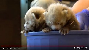 Denver Zoo Releases Footage of New Red Panda Cubs