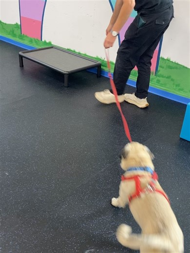 35 reactions | Pacific Pug Rescue on Reels | Facebook