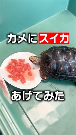 [Summer] Do Turtles Eat Watermelon?! Trying It Out with Tortoises and Eastern Box Turtles [Turtle]
