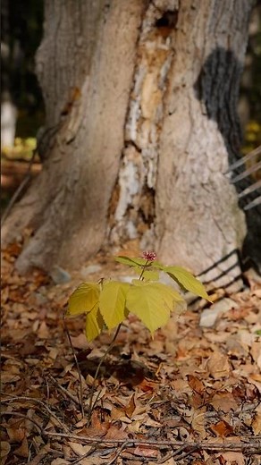 Digging Wild Ginseng #harvestseason