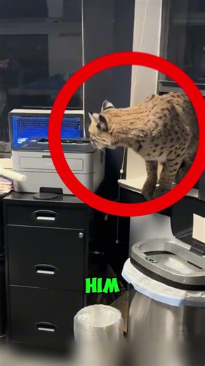 Cat vs. Wild Lynx: Who Won? 😱