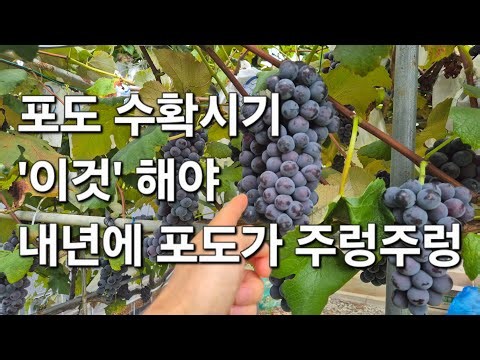 포도 수확시기에 '이것' 해야 내년에도 포도가 주렁주렁~ 포도 수확 후 놀면 안되는 이유.