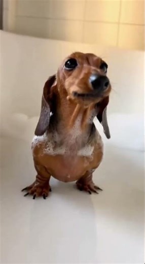 Wiener Dog's Bath Time Meltdown 🛁 #shorts