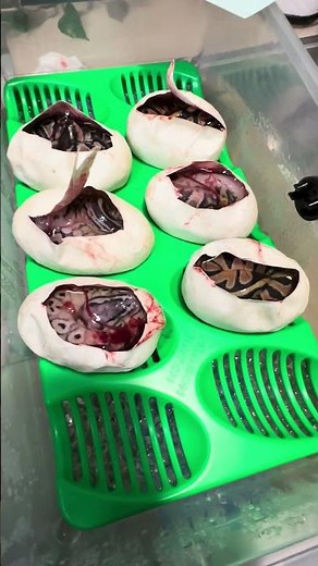 Ball Python Egg Cutting #ballpython #reptiles #snake #pets