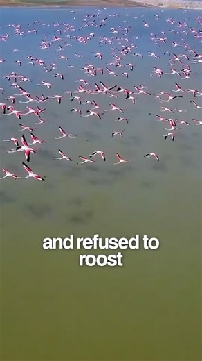 Good Earth Tours | Custom African Safaris on Instagram: "... 🤯 Is this proof that animals are nature's early warning system for earthquakes? Tap to see the strange science of animal seismology! #Earthquake #AnimalFacts #PetTok #ScienceTok #ViralScience #DidYouKnow #PredictingTheFuture #USGS #CaliforniaLiving"