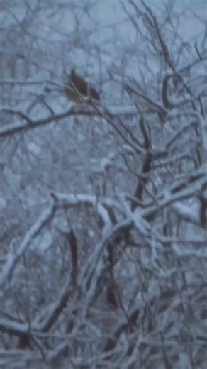 Snow Day Progress #h2g2 #snow