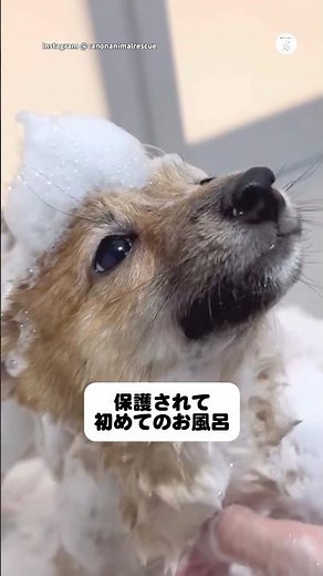 Mameshiba's First Bath After Being Rescued #Mameshiba #RescueDog #Dog #LifeWithDogs #CuteDog