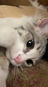 A cat will stay by your side and love you, when nobody else will. A cat knows when you’re sad, and find the perfect way to ease your troubled mind. A cat will heal you. How can anyone say they hate cats? 🥹🐾 | Justin Jones