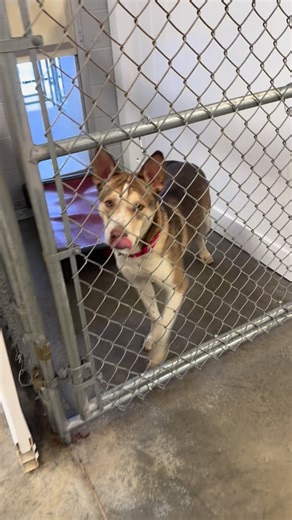 PSPCA Lancaster Center on Instagram: "We have some adorable faces available for adoption today. ❤️ Pop on down to our PSPCA Lancaster Center to meet one of these cuties! Kennel 16516 #adoptdontshop #foreverhomeneeded #rescuedog #pspca #dogsofinstagram"