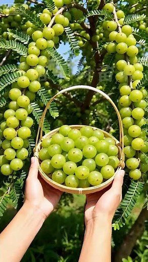 Sweet Oil & Fruit Tree Seedlings: Grow Your Own Garden