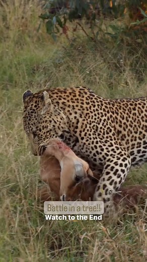 Follow👉IG @bigcatsnamibia Now!! In parts of its range, the leopard is sympatric with other large predators such as the lion. In this case lions steal its kill. At occasions they kill its cubs and even kill adult leopards. Leopards retreat up a tree in the face of direct aggression. Lions and leopards are famous for having conflicting relationships with each other. Credits @kelleyabroad & @shadesofwhyte Both are large predators with effective hunting techniques and have a lot of prey in common. 