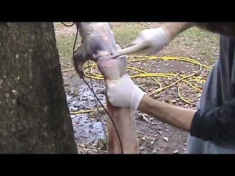 Skinning for Fur and Hide Tanning