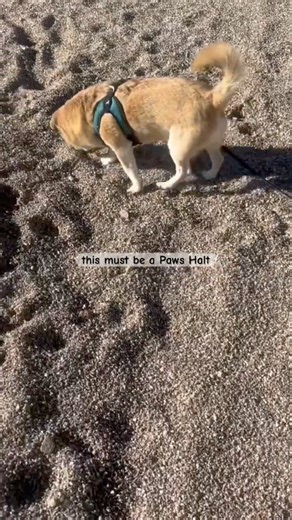 Cute Dog FOX Finds A Paws Halt #talkingdog #shortsfeed #fyp #dog #dogshorts