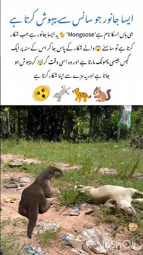 Mongoose – The Brave Wildlife Animal of Nature #mongoose #naturefacts #nature #wildlife #shorts