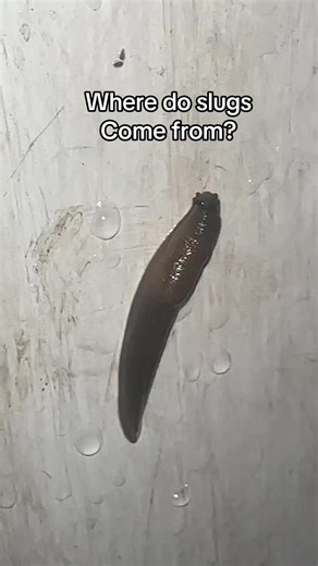 They are just weird looking lil bugs | slugs