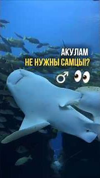 Удивительный факт: некоторые виды акул способны родить малышей без участия самцов #интересно #акула