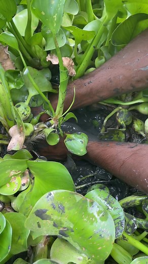 3.9M views · 22K reactions | Amazing hand fishing | MR Fishing Life | Facebook