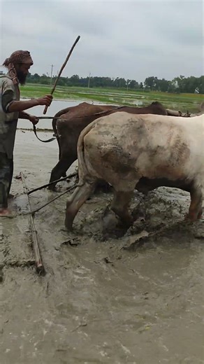 Bull Plough in agriculture land working