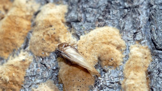 Efforts underway to save oak trees from spongy moths across Pennsylvania