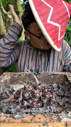 ASMR Drinking Wild Stingless Bee Honey Pots - 93 🍯🐝 #shorts